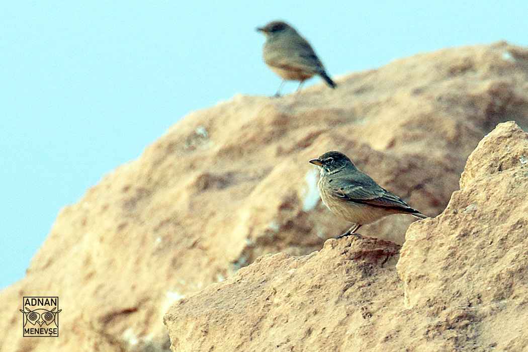 Desert Lark